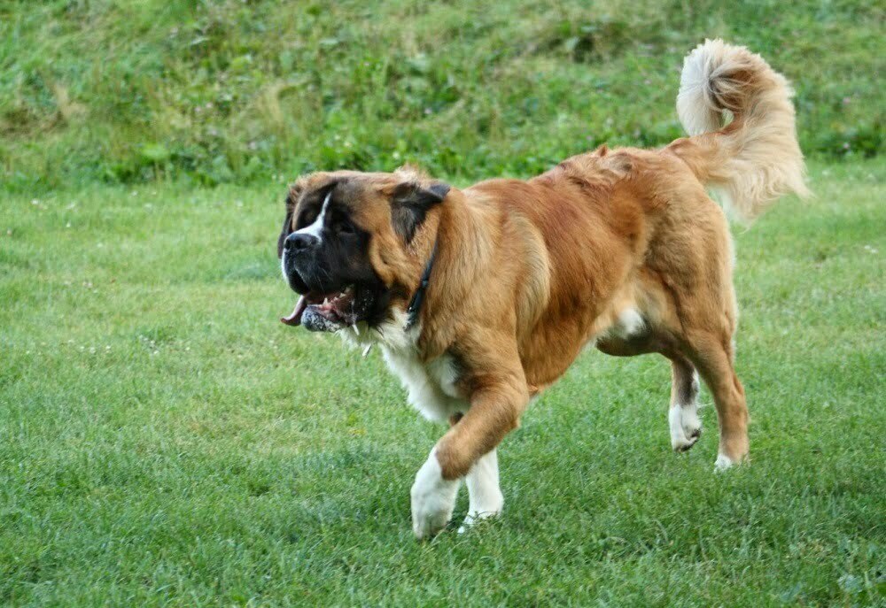 Saint bernard