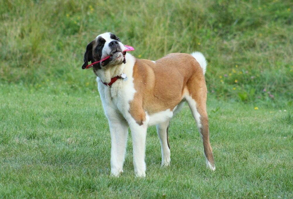 Saint bernard