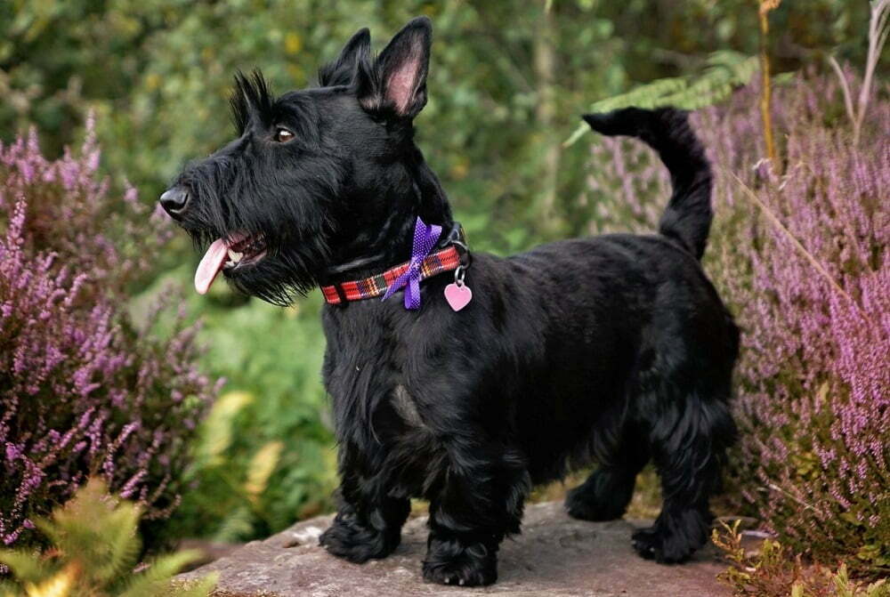 Scottish terrier