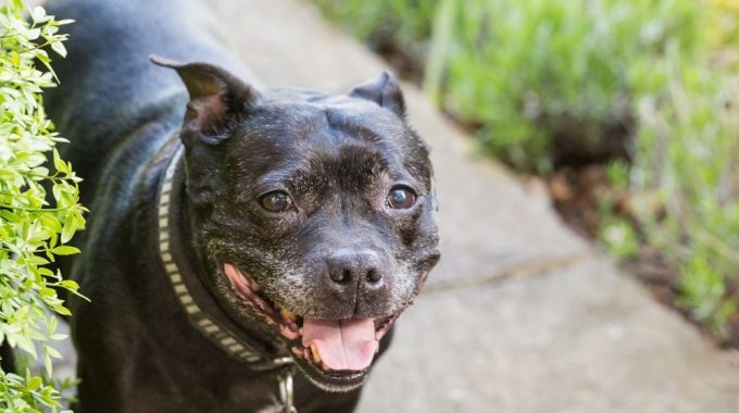 Staffordshire bull terrier the ultimate guide