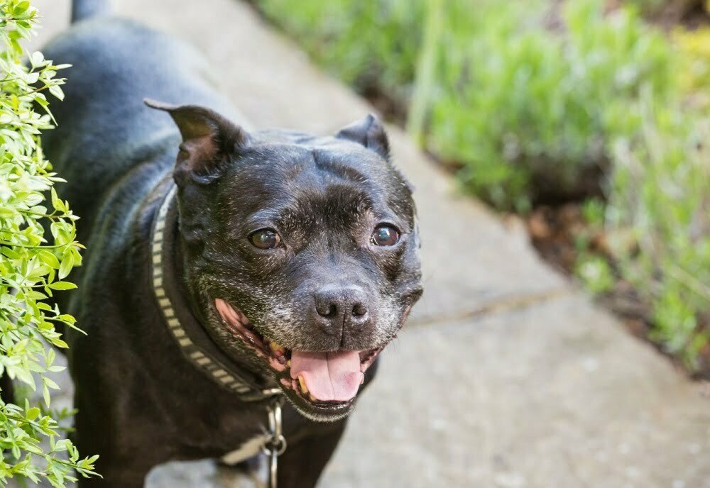 staffordshire bull terrier shedding a lot