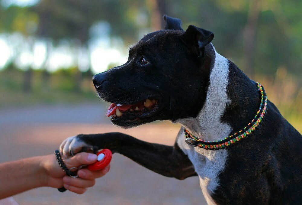 Staffordshire bull terrier