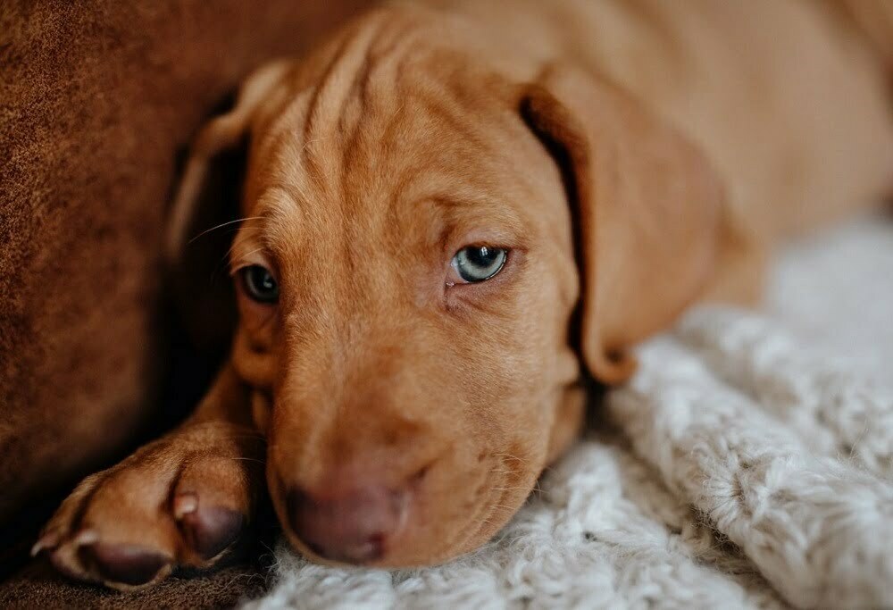 are two vizslas better than one