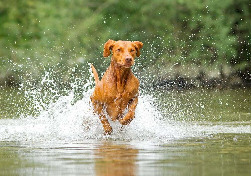 Vizsla