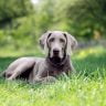 Weimaraner the ultimate guide