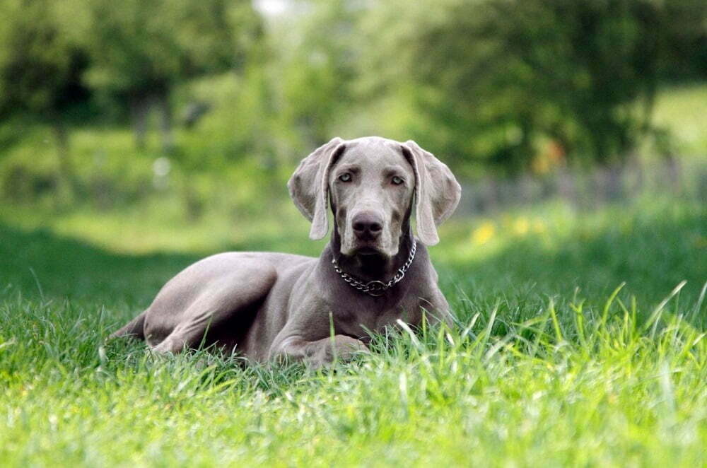 Weimaraner