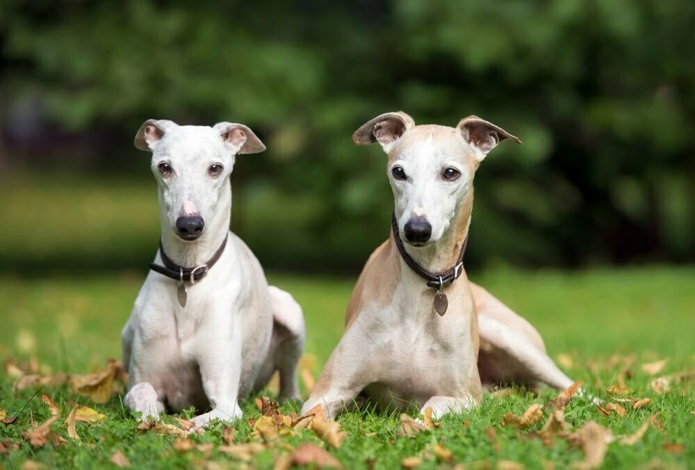 Whippet