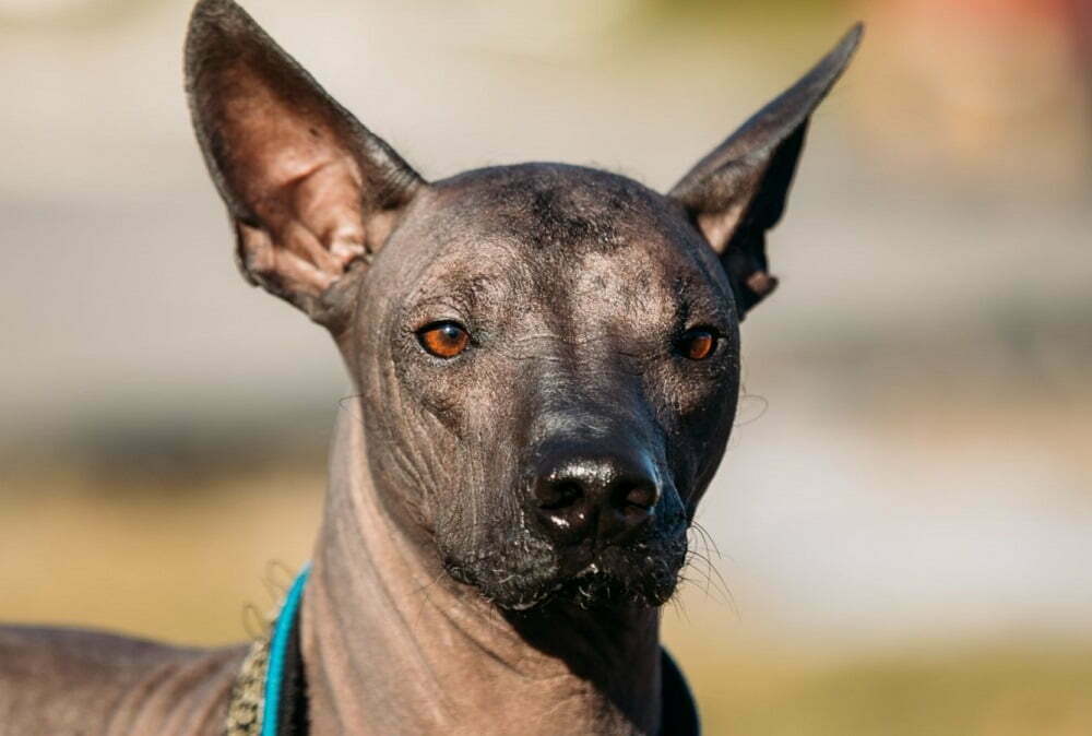 Xoloitzcuintli