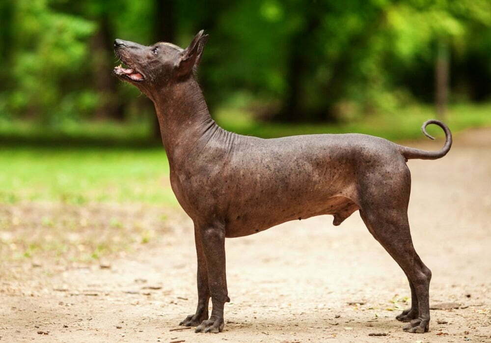 Xoloitzcuintli