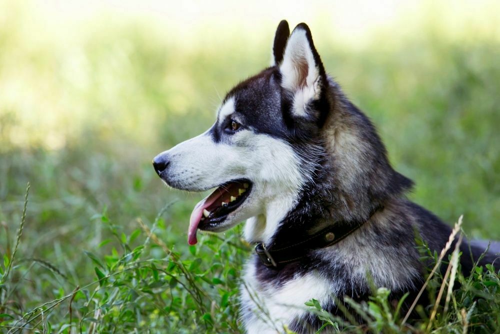 Siberian husky