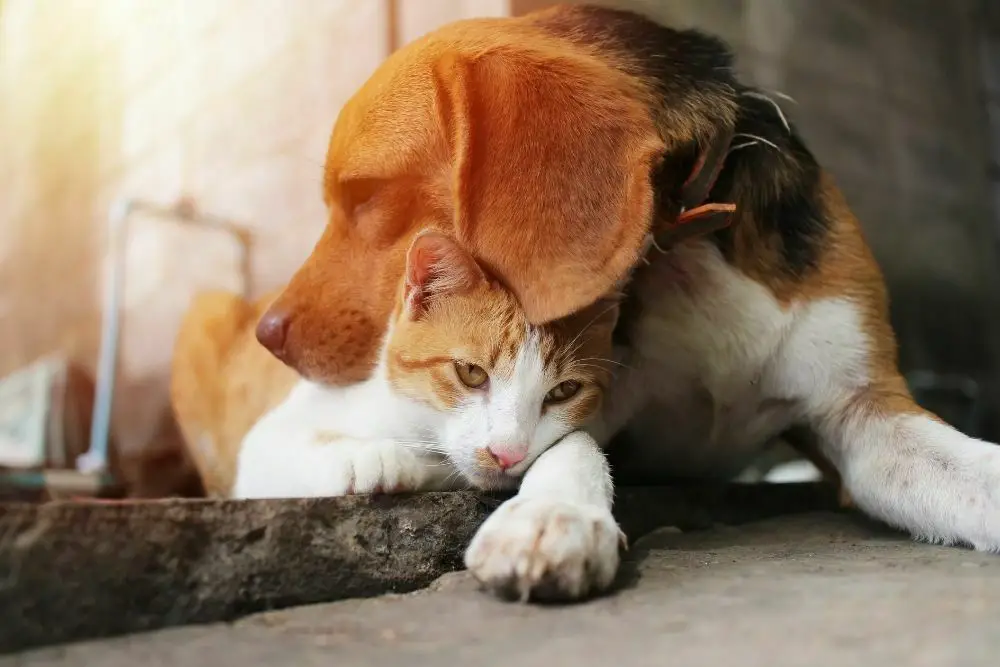 Beagle dog and cat.