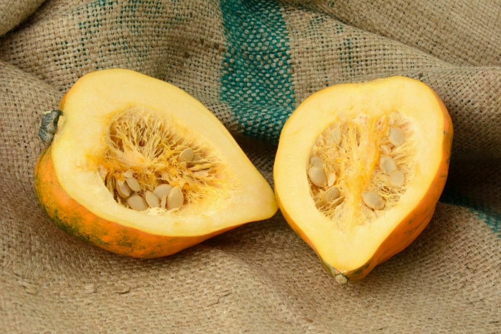 Is Squash Bad For Dogs