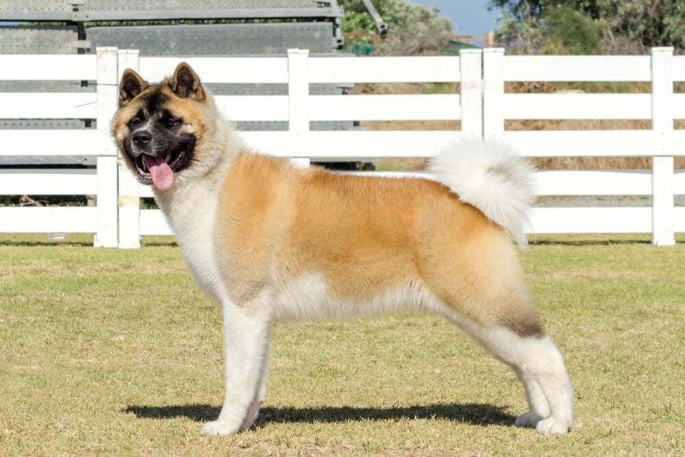 Akita