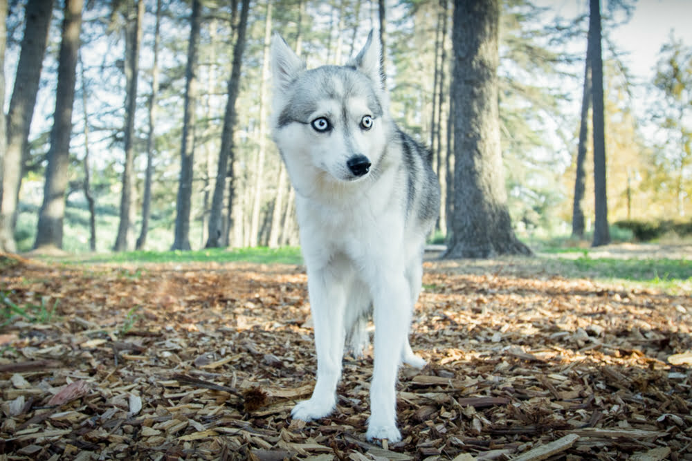 Alaskan klee kai