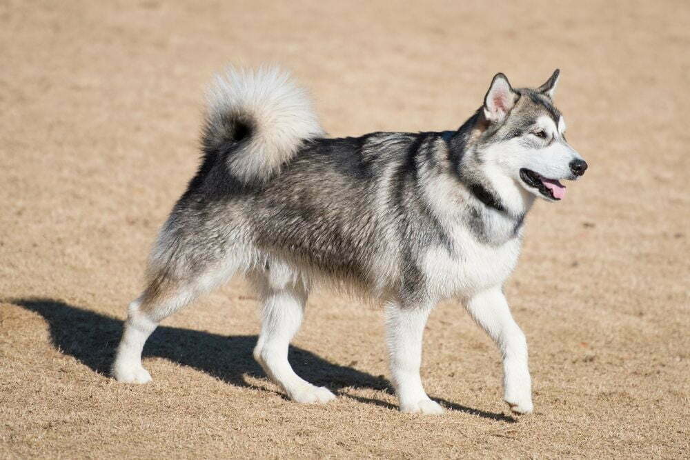 Alaskan malamute