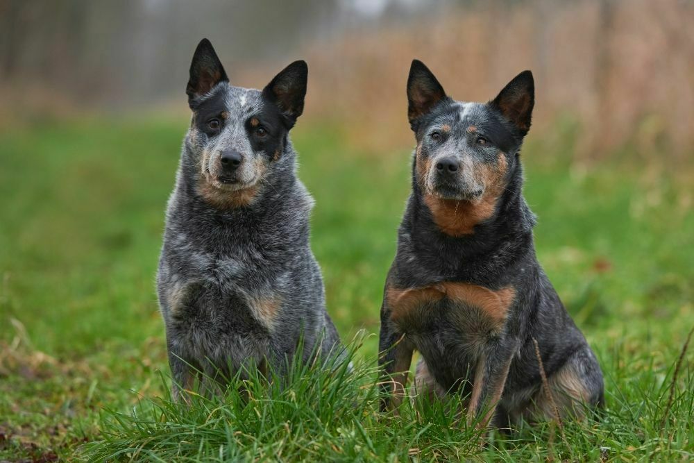 Australian cattle dog