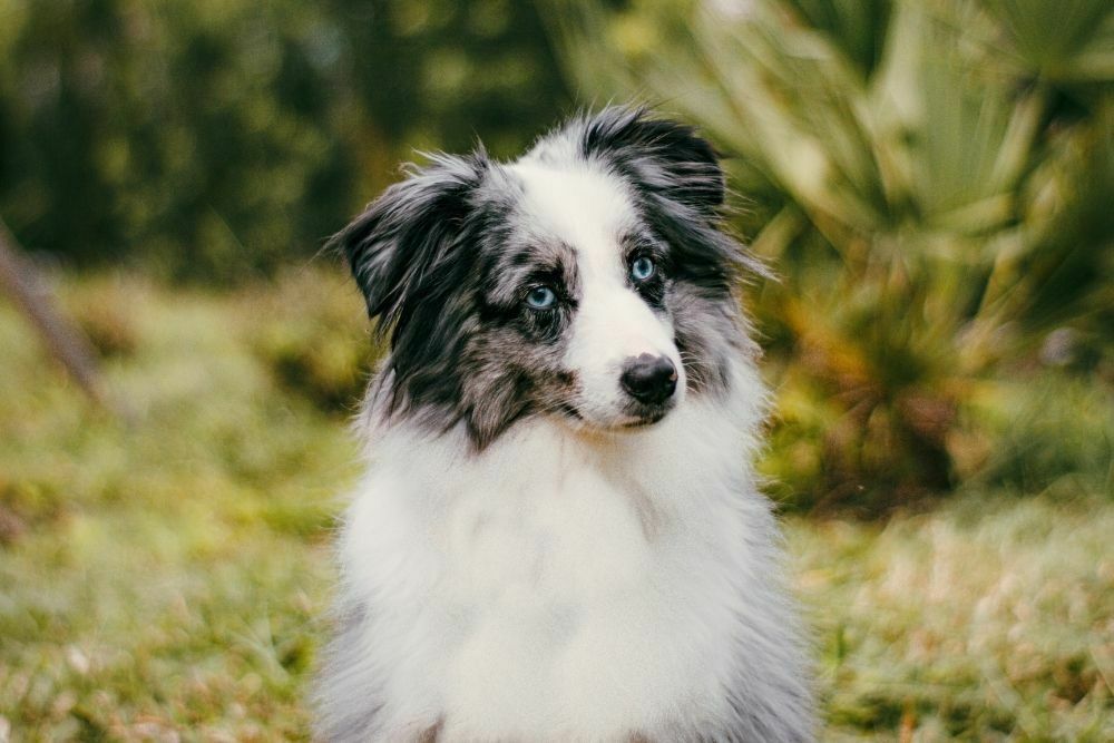 Australian shepherd