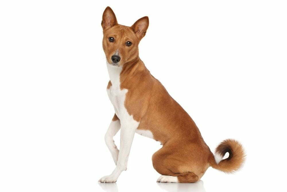 Basenji