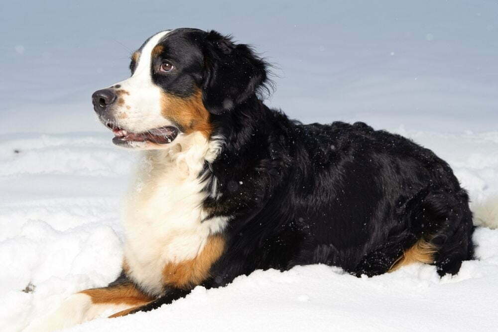 Bernese mountain dogs