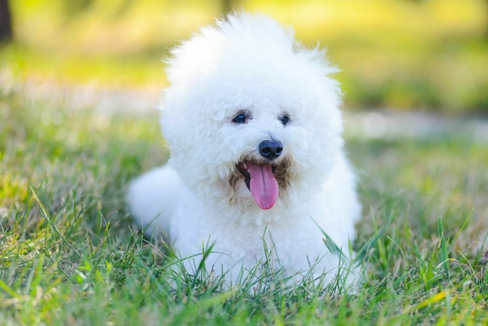 Bichon frises