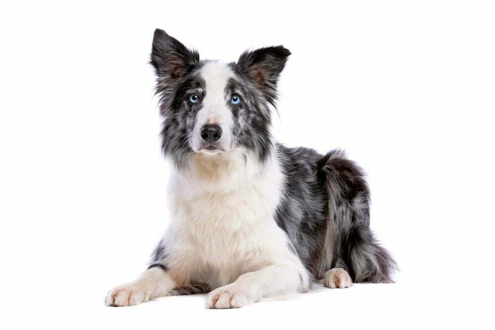 Border collie