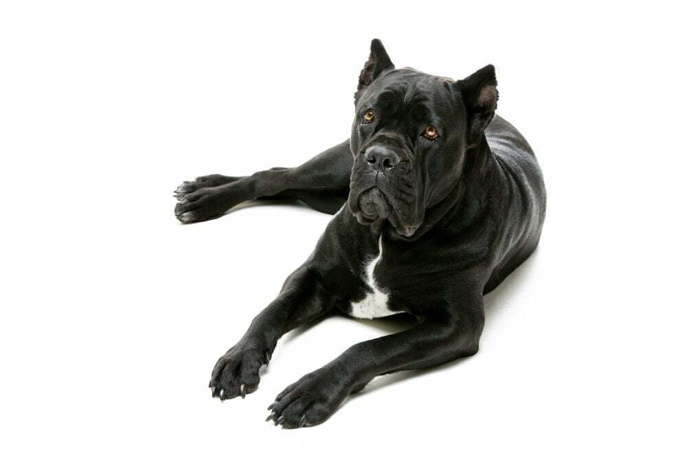 Black Cane Corso Dog