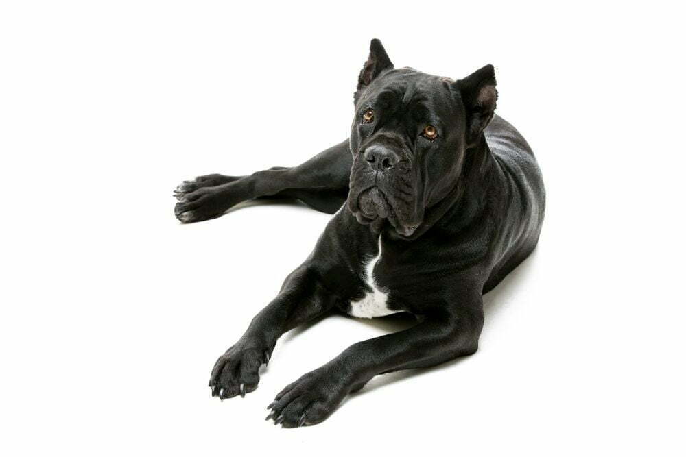 Black cane corso dog