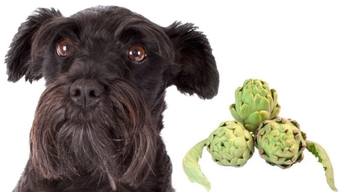 Can dogs eat artichokes