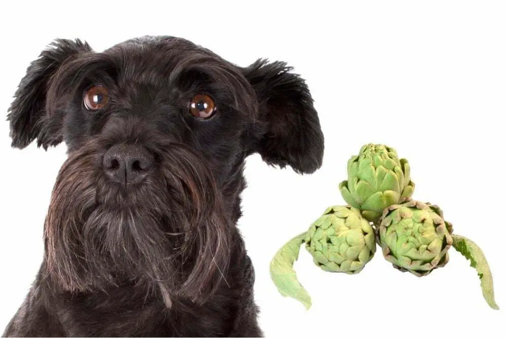 dog and artichokes