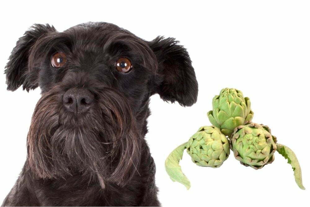 Dog and artichokes