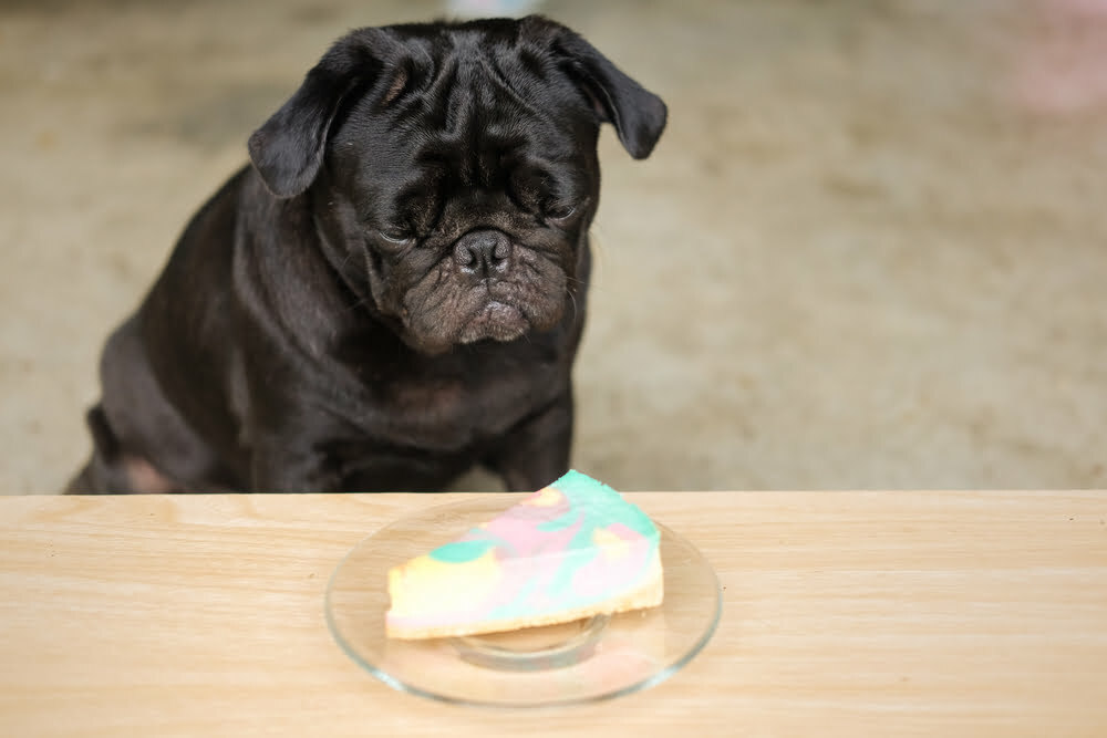 Black pug dog staring at a colorful cheesecake