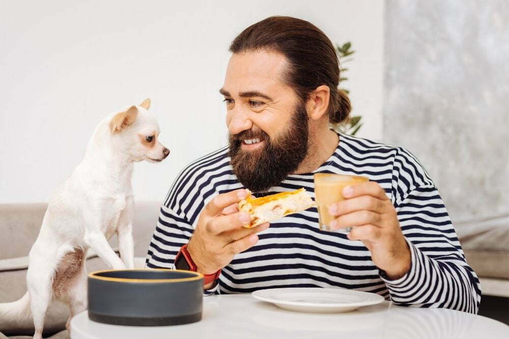 Dog staring at cheesecake owner is holding.