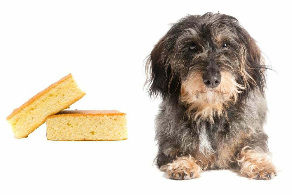 Dog And Cornbread