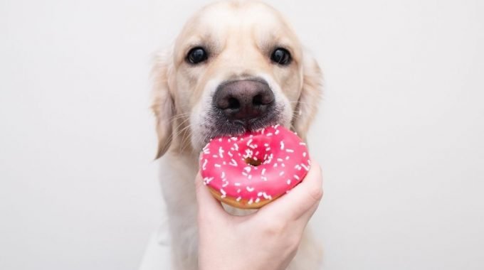 Dog being fed a pink donut.