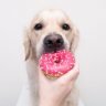 Dog being fed a pink donut.
