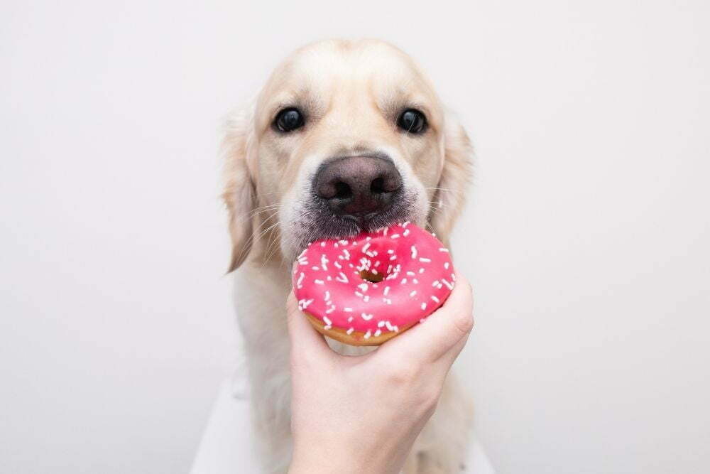 Dog being fed a pink donut.