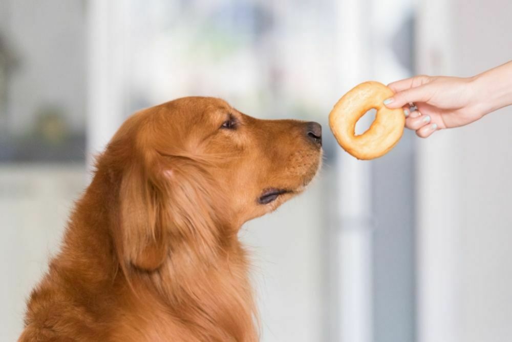 Golden retriever given a donut