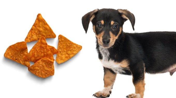 Can dogs eat doritos