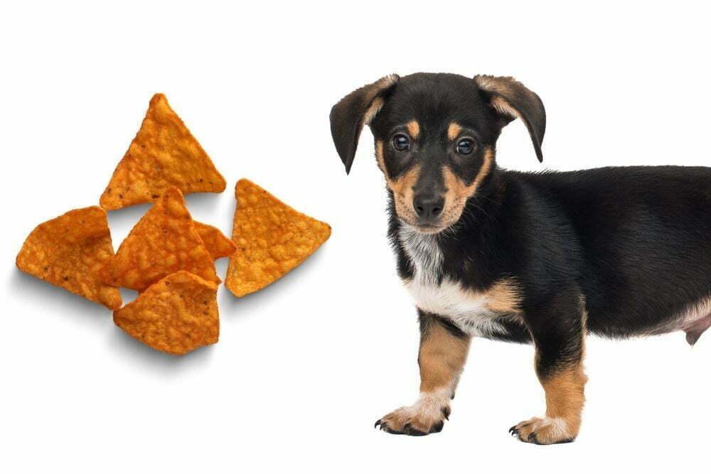 Dog and doritos