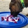 Dog Eating Yogurt And Slices Of Dragon Fruit