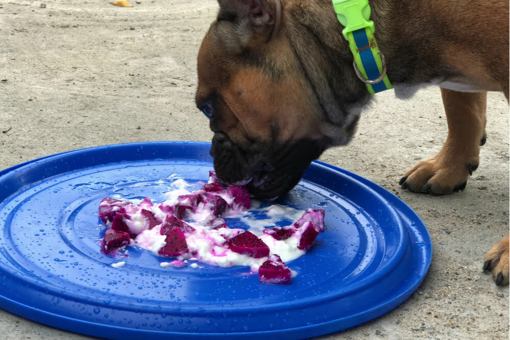 Dog eating yogurt and slices of dragon fruit