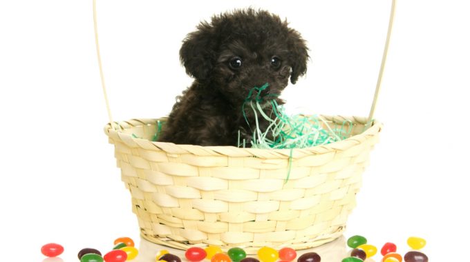 Dog in a basket with jelly beans scattered on the floor.