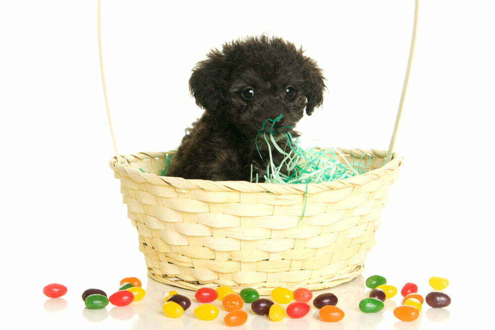 Dog in a basket with jelly beans scattered on the floor.