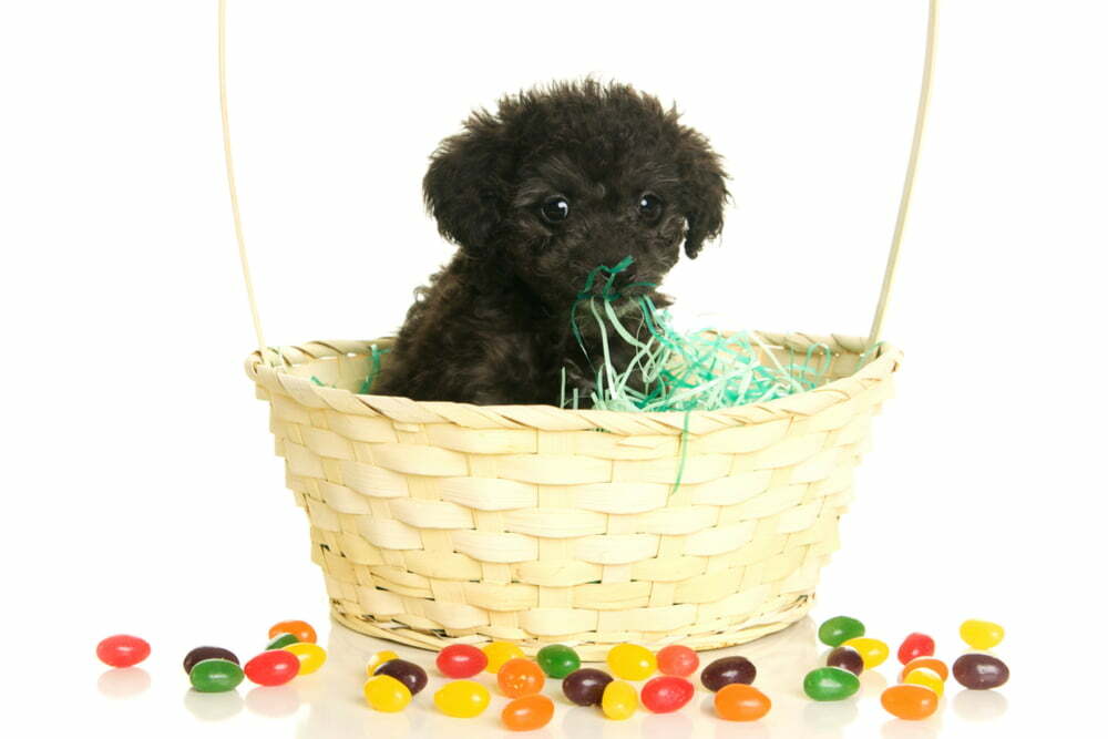 are jelly belly jelly beans bad for dogs