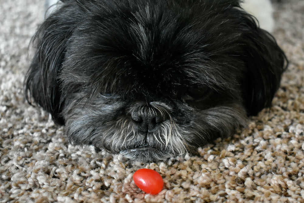 Dog looking at a red jellybean