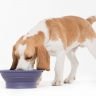 dog eating from bowl