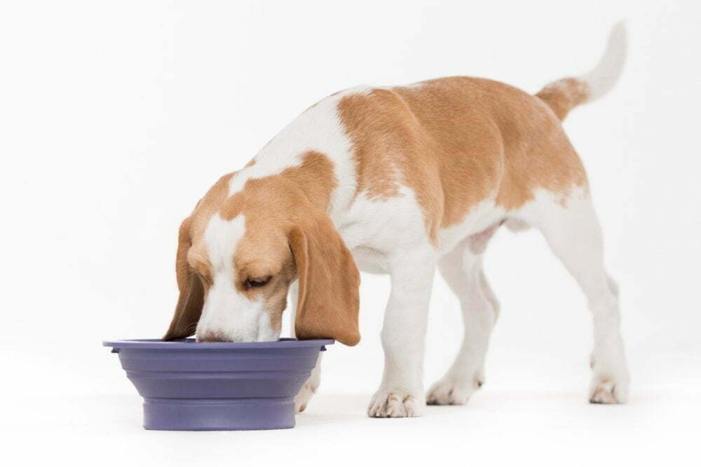 Dog eating from bowl