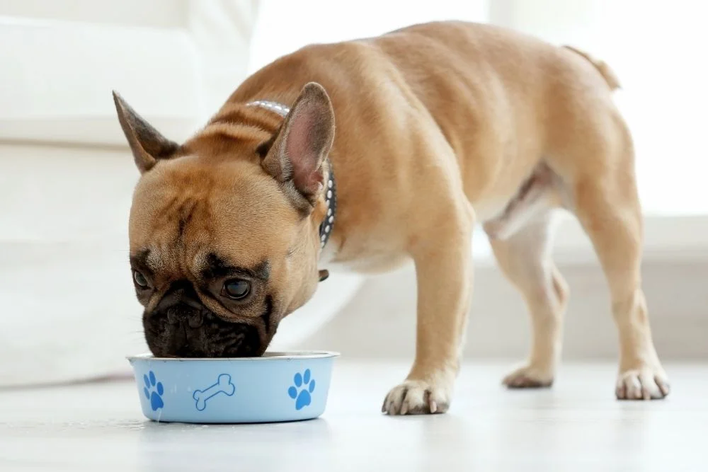 Dog eating from bowl