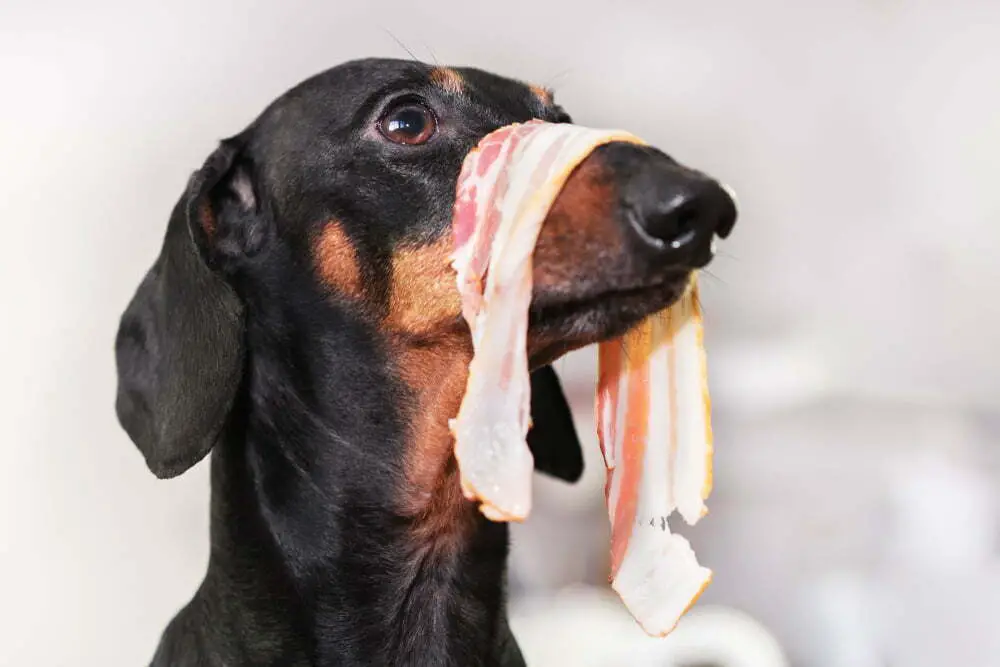 Dog with raw bacon hanging on its nose