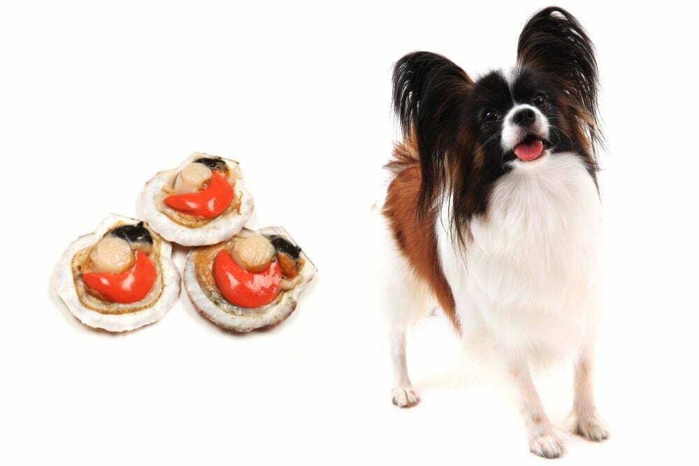 Dog and Scallops